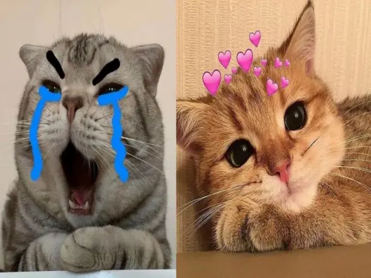 Cười ngất với tuyển tập ảnh meme mèo quẩy chấn động cõi mạng