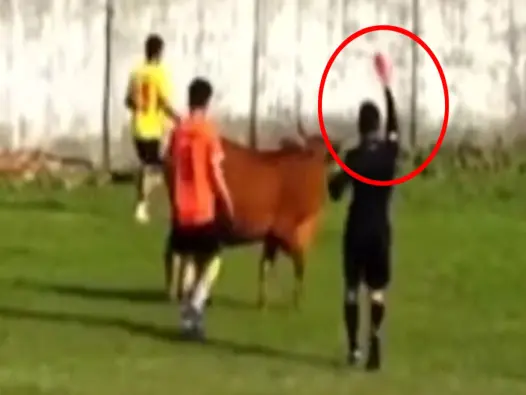 Cười té ghế với bộ ảnh mèo đứng 2 chân meme siêu hài hước vô tri