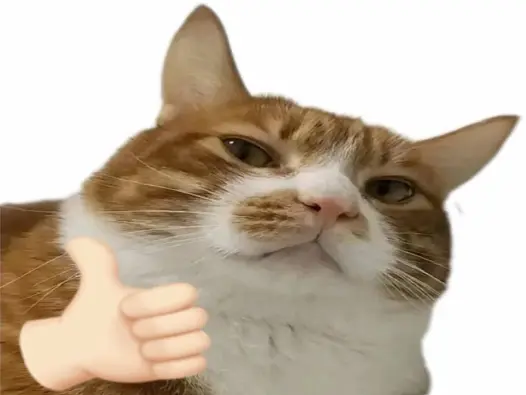 Cười té ghế với bộ sưu tập ảnh mèo like meme siêu cấp tấu hài