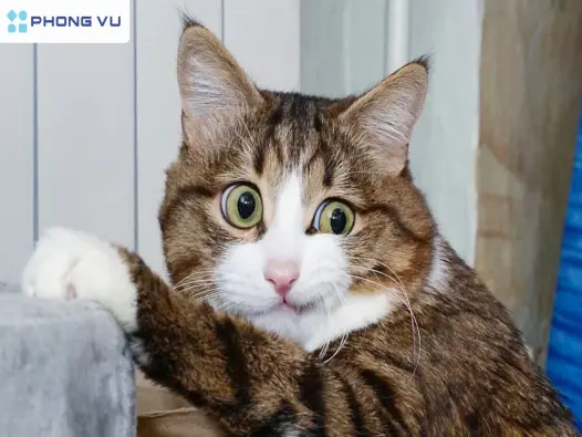 Cười xỉu với bộ sưu tập ảnh sticker meme mèo tấu hài chấn động mạng xã hội