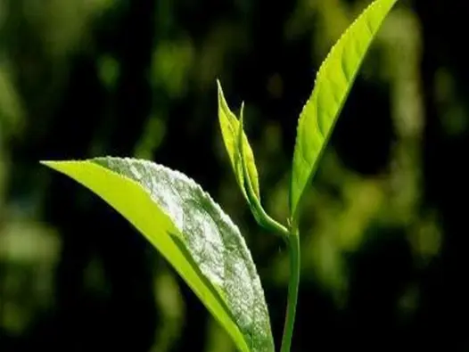 Giới trẻ là gì và vai trò quan trọng trong xã hội hiện đại
