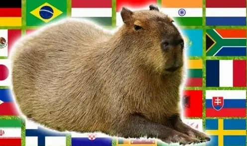 Tuyển tập ảnh capybara meme vô tri hài hước nhất cõi mạng