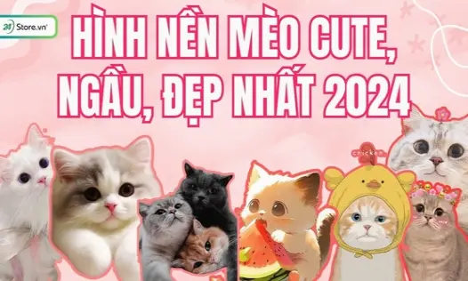 Tuyển tập ảnh hình nền máy tính meme mèo siêu bựa cười rớt hàm