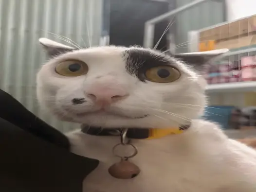 Tuyển tập ảnh meme mèo hài hước chấn động cõi mạng giúp bạn tấu hài