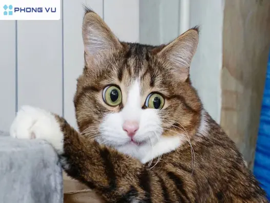 Tuyển tập ảnh meme mèo mắt thâm tấu hài cực mạnh giải trí mỗi ngày