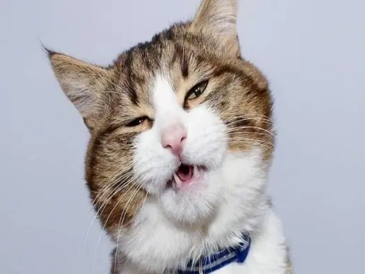 Tuyển tập ảnh meme mèo suy nghĩ siêu bựa giải cứu ngày tẻ nhạt