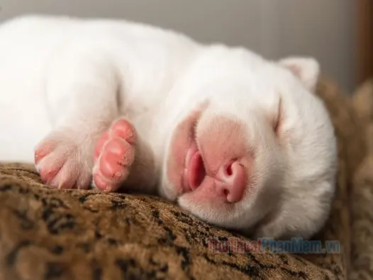 Tuyển tập ảnh meme ngủ tấu hài cực mạnh giải cứu ngày dài mệt mỏi