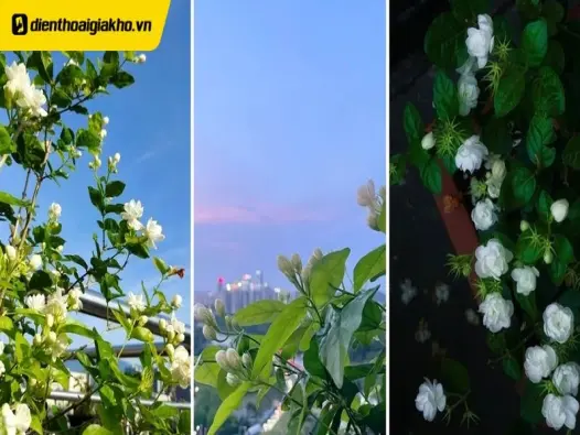 Tuyển tập những mẫu hình nền hoa nhài trắng tinh khôi đẹp nhất