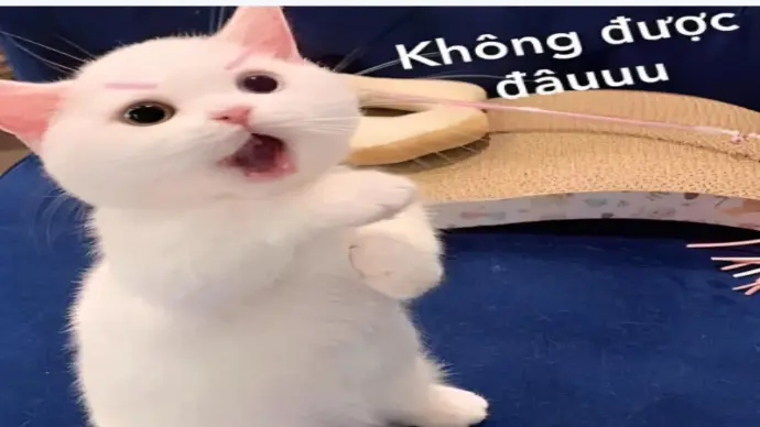 Top meme Không vui nhộn khiến cư dân mạng cười không ngớt