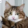 Cười nghiêng ngả với loạt ảnh chế meme mèo bựa cực lầy lội