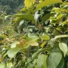 Lá giang là lá gì Hướng dẫn nhận biết và công dụng sức khỏe
