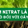 Tìm hiểu No3 là gì và vai trò quan trọng của hợp chất này