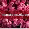 Tổng hợp bộ hình nền điện thoại hoa mẫu đơn đẹp tinh tế nhất 2026