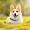 Trọn bộ hình nền thú cưng cute dễ thương nhất cho điện thoại và máy tính