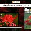 Tuyển tập hình nền hoa bỉ ngạn đen trắng nghệ thuật đẹp nhất