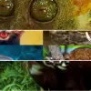 Hành trình khám phá các loài động vật hoang dã quý hiếm