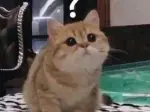 Cười ngất với 30 ảnh meme khó hiểu siêu hài hước tải ngay kẻo lỡ