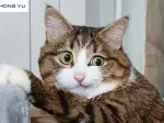 Cười nghiêng ngả với loạt ảnh chế meme mèo bựa cực lầy lội
