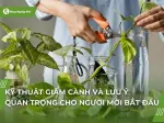 Giâm cành là gì và quy trình nhân giống cây trồng hiệu quả