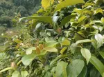 Lá giang là lá gì Hướng dẫn nhận biết và công dụng sức khỏe