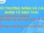 Nhân tố sinh thái là gì và các nhóm nhân tố sinh thái cơ bản