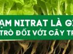 Tìm hiểu No3 là gì và vai trò quan trọng của hợp chất này