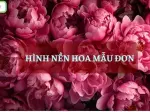 Tổng hợp bộ hình nền điện thoại hoa mẫu đơn đẹp tinh tế nhất 2026