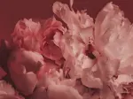Tổng hợp trọn bộ hình nền hoa mẫu đơn 4K sắc nét và tuyệt đẹp