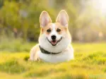 Trọn bộ hình nền thú cưng cute dễ thương nhất cho điện thoại và máy tính