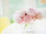 Tuyển tập những mẫu hình nền máy tính hoa mẫu đơn đẹp rực rỡ nhất