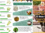 Complete guide to natural remedies for dog allergies and itchy skin