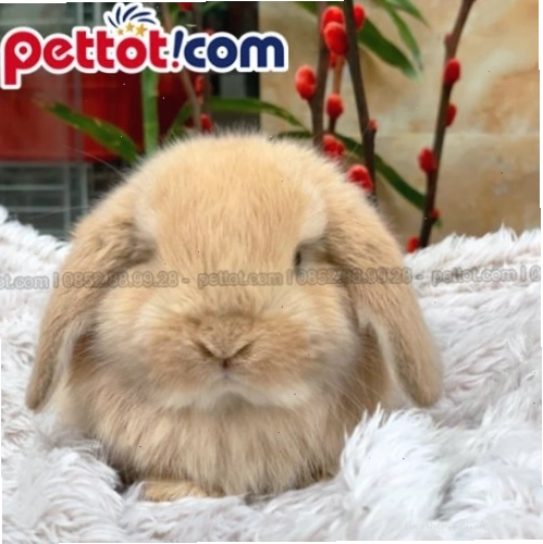 Chú thỏ Minilop màu vàng thuần chủng cực kỳ đáng yêu