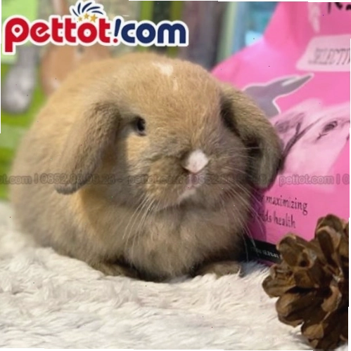 Thỏ Hollandlop màu vàng tây quý phái