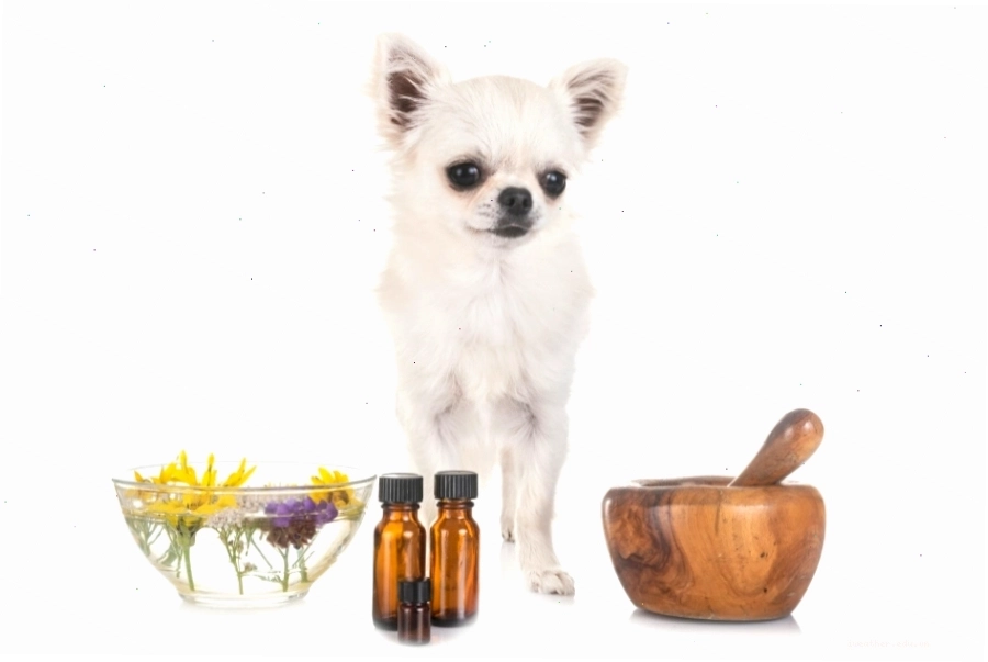 Applying natural remedies for dog allergies and itchy skin