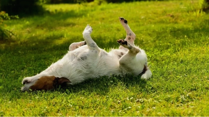 Dog rolling around in the grass
