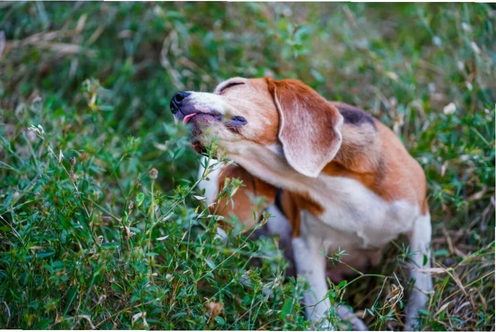 Holistic treatments for dogs with allergies