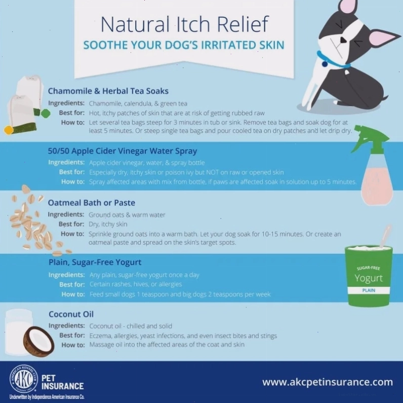 Infographic of itchy dog symptoms