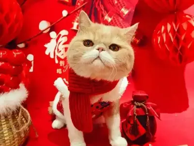 Tổng hợp meme mèo Tết siêu lầy lội khiến bạn cười không ngớt