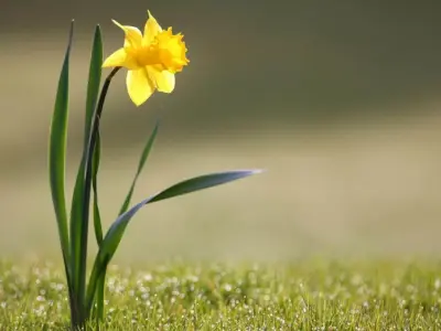Tổng hợp hình nền hoa đẹp nhẹ nhàng, tinh tế nhất