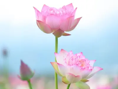 Tải ngay bộ sưu tập hình nền hoa sen độc đáo, miễn phí