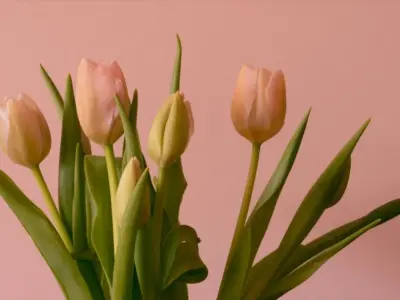 Bộ sưu tập hình nền hoa tulip lãng mạn, đầy sức sống
