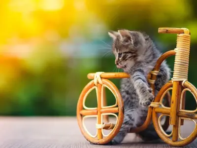 Tải miễn phí hình nền máy tính mèo đáng yêu, chất lượng cao