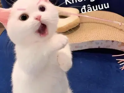 Top meme Không vui nhộn khiến cư dân mạng cười không ngớt
