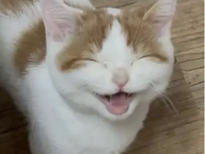 Meme mèo vô tri hài hước khiến bạn cười ngất vì độ ngây thơ bá đạo