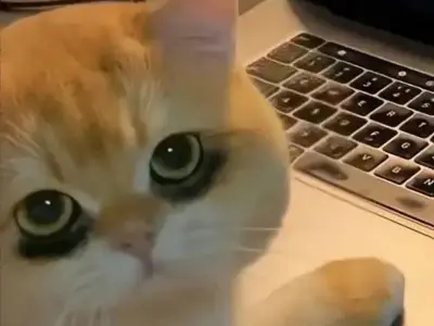 Tổng hợp ảnh chế meme mèo bựa hot nhất mạng xã hội