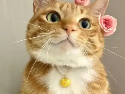 Tổng hợp meme mèo cười hot nhất, siêu hài hước trên mạng xã hội!