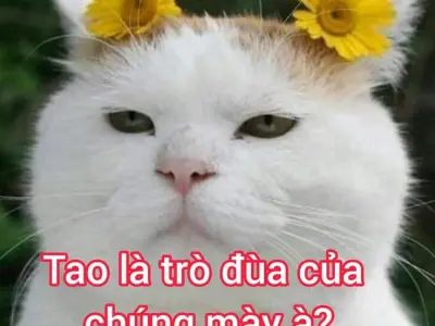 Tổng hợp meme hài hot trend làm avatar khiến bạn cười vỡ bụng