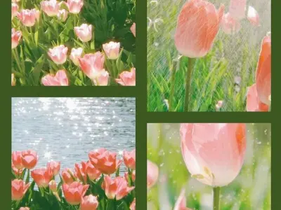 Hoa tulip – Biểu tượng thanh khiết, hoàn hảo làm avatar đẹp