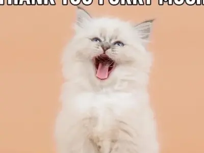 Cười sảng khoái với loạt meme dễ thương nhất trên mạng
