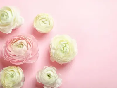 Hình nền hoa mao lương dành cho người thích sự nhẹ nhàng